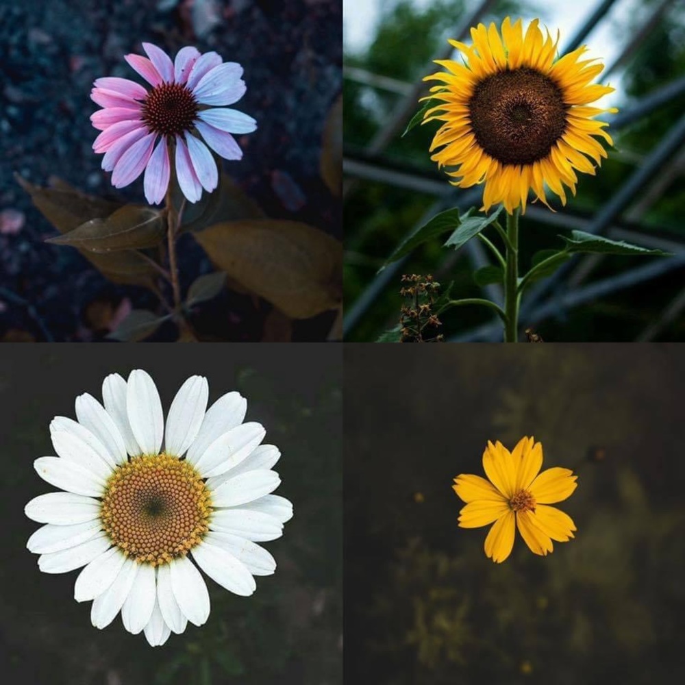 Meet your Posher, Jazzy